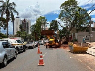 Retirada de árvore gigante trava trânsito na Avenida Mato Grosso Retirada de árvore gigante trava trânsito na Avenida Mato Grosso
