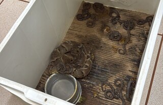 Jararaca resgatada dá à luz 17 filhotes em universidade da Capital Jararaca resgatada dá à luz 17 filhotes em universidade da Capital