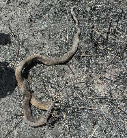 Jiboia carbonizada fica no rastro da destrui&ccedil;&atilde;o do fogo no Pantanal