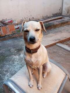 Presente do marido, cadela vira-lata some e manicure pede ajuda para encontr&aacute;-la