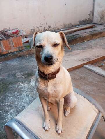 Presente do marido, cadela vira-lata some e manicure pede ajuda para encontr&aacute;-la