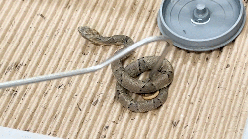 Jararaca resgatada d&aacute; &agrave; luz 17 filhotes em universidade da Capital