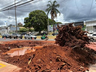 Retirada de árvore gigante trava trânsito na Avenida Mato Grosso Retirada de árvore gigante trava trânsito na Avenida Mato Grosso