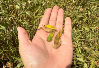 Clima seco no sul pressiona soja em fase cr&iacute;tica e eleva risco de perdas