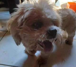 Tutora procura cachorro idoso que desapareceu enquanto cuidava da m&atilde;e acamada