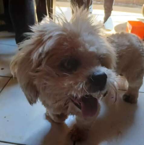 Tutora procura cachorro idoso que desapareceu enquanto cuidava da m&atilde;e acamada