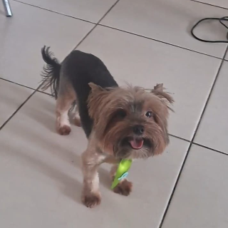 C&atilde;o da ra&ccedil;a Yorkshire desaparece no Nova Lima e tutora pede ajuda