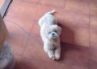 Tutora procura cachorro idoso que desapareceu enquanto cuidava da m&atilde;e acamada