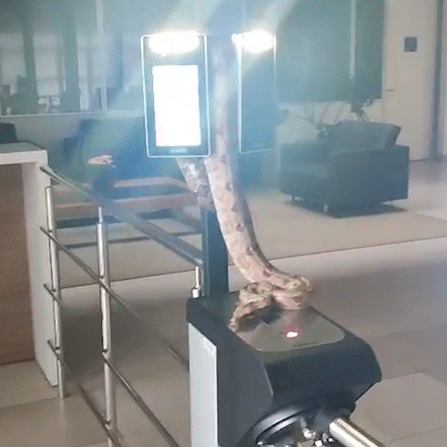 Cobra &eacute; flagrada enrolada em catraca do TCE-MS e assusta trabalhadores 