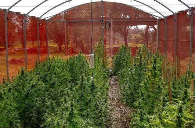 Anvisa autoriza planta&ccedil;&atilde;o de cannabis para uso medicinal no Brasil