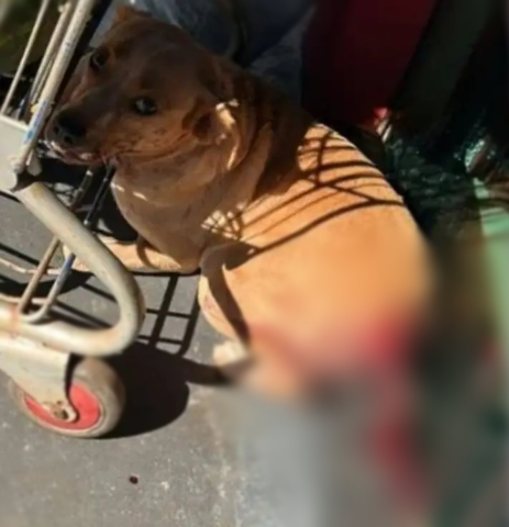 Caramelo &eacute; encontrado com rabo mutilado em frente a mercado