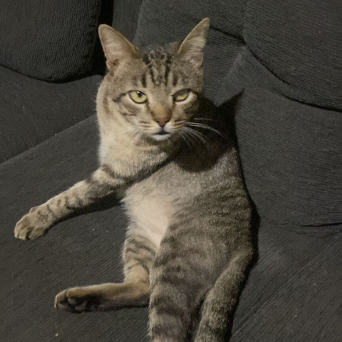 Gato idoso e com defici&ecirc;ncia visual desaparece no Paulo Coelho Machado