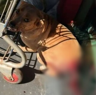 Proibido por lei, corte de rabo em filhotes &eacute; exposto em vendas on-line 