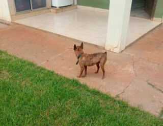 Proibido por lei, corte de rabo em filhotes &eacute; exposto em vendas on-line 