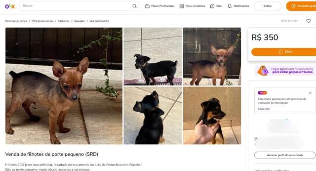 Proibido por lei, corte de rabo em filhotes &eacute; exposto em vendas on-line 