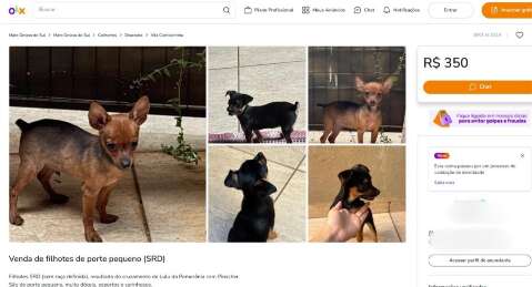 Proibido por lei, corte de rabo em filhotes &eacute; exposto em vendas on-line 