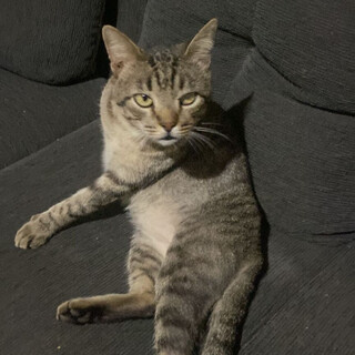 Gato idoso e com defici&ecirc;ncia visual desaparece no Paulo Coelho Machado