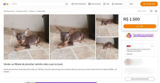 Proibido por lei, corte de rabo em filhotes &eacute; exposto em vendas on-line 