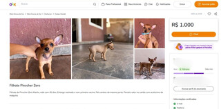 Proibido por lei, corte de rabo em filhotes &eacute; exposto em vendas on-line 