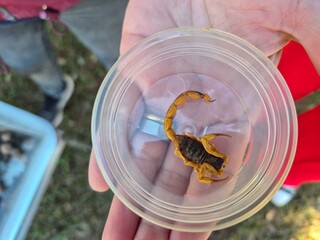 Mais de 2 mil pessoas foram picadas por escorpião em Campo Grande em 2025 Mais de 2 mil pessoas foram picadas por escorpião em Campo Grande em 2025