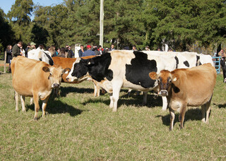 Carne premium ganha novo selo que une genética Angus e gado leiteiro no Brasil Carne premium ganha novo selo que une genética Angus e gado leiteiro no Brasil