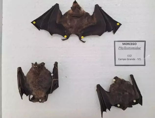 Estado confirma 1&ordm; caso de raiva animal do ano no norte de MS