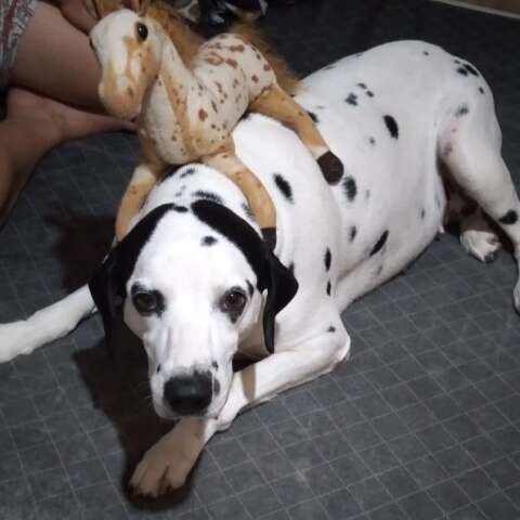 Sem recursos, tutora busca doador de sangue compat&iacute;vel para salvar d&aacute;lmata