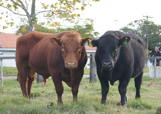 Carne premium ganha novo selo que une genética Angus e gado leiteiro no Brasil Carne premium ganha novo selo que une genética Angus e gado leiteiro no Brasil