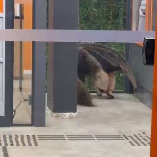 Tamandu&aacute; fica preso dentro de ag&ecirc;ncia banc&aacute;ria na Av. Mato Grosso