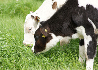 Carne premium ganha novo selo que une genética Angus e gado leiteiro no Brasil Carne premium ganha novo selo que une genética Angus e gado leiteiro no Brasil