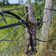 Filhote de jiboia &eacute; flagrado devorando pardal em cerca no bairro Z&eacute; Pereira