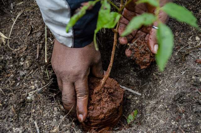 Projetos ambientais deixam de ser atalho para quitar multas