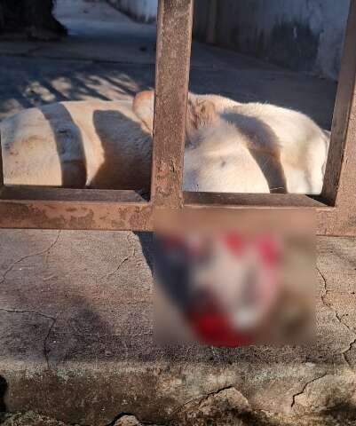 Vira-lata &eacute; encontrada ensanguentada e com cr&acirc;nio quebrado no Bairro Amamba&iacute;