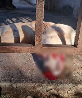 Vira-lata &eacute; encontrada ensanguentada e com cr&acirc;nio quebrado no Bairro Amamba&iacute;