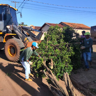 Corte de murta faz parte de projeto para expansão de pomares em Sidrolândia Corte de murta faz parte de projeto para expansão de pomares em Sidrolândia