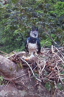 Filhote de harpia nasce no Pantanal e marca registro raro da ave Filhote de harpia nasce no Pantanal e marca registro raro da ave