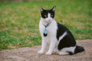 Chiquinha, Frajola e outros: Campo Grande tem cerca de 590 animais comunit&aacute;rios