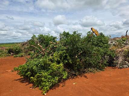 Corte de murta faz parte de projeto para expans&atilde;o de pomares em Sidrol&acirc;ndia
