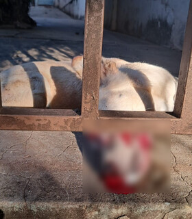 Vira-lata &eacute; encontrada ensanguentada e com cr&acirc;nio quebrado no Bairro Amamba&iacute;