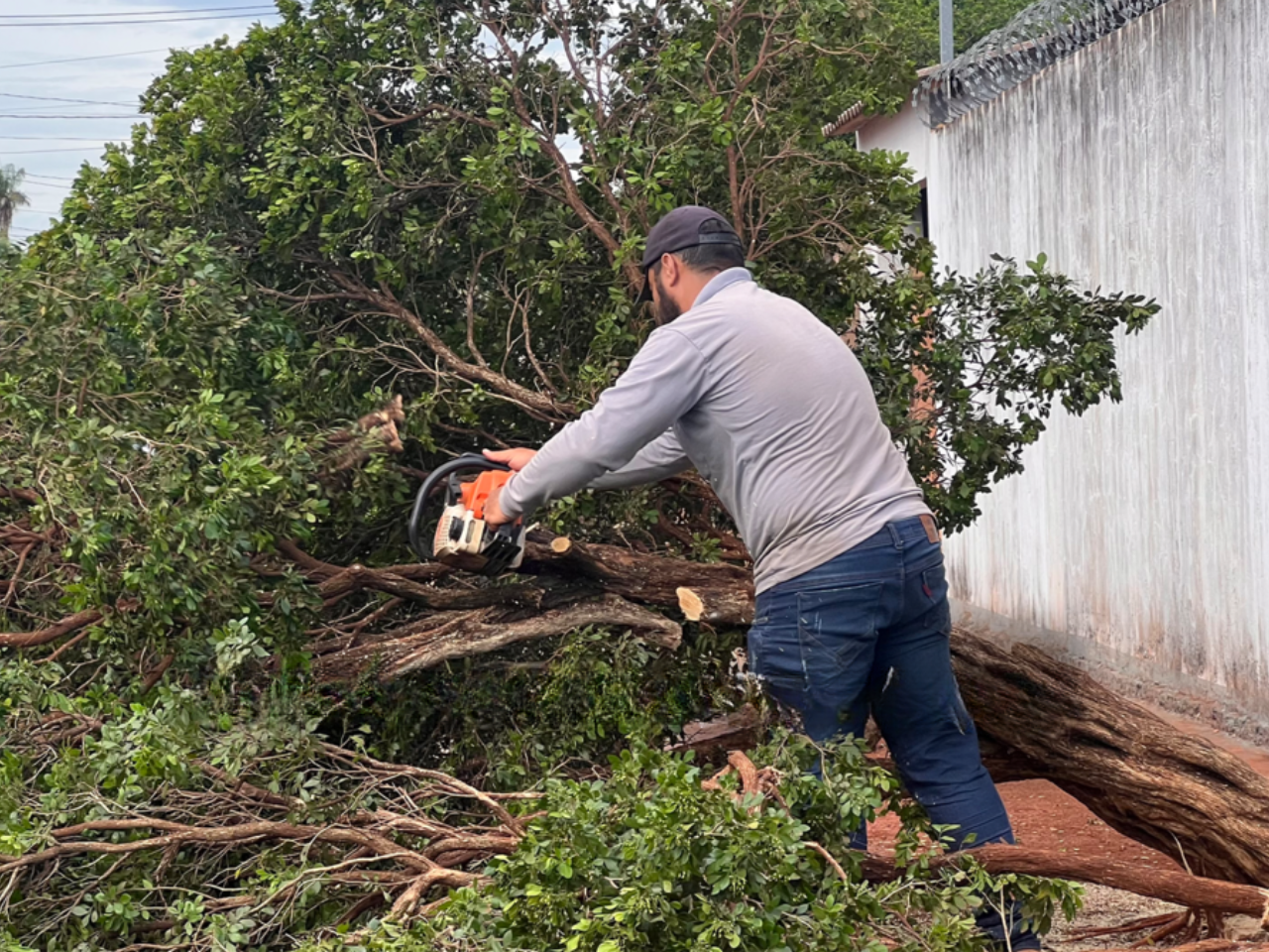 Sidrolândia inicia retirada da murta em áreas públicas após nova lei