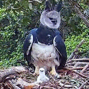 Filhote de harpia nasce no Pantanal e marca registro raro da ave