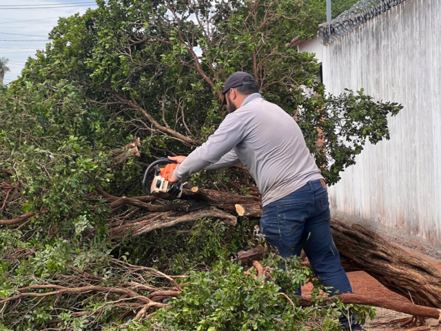 Sidrol&acirc;ndia inicia retirada da murta em &aacute;reas p&uacute;blicas ap&oacute;s nova lei