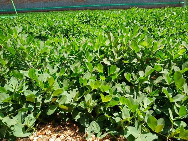 MS projeta aumento de 823% na produ&ccedil;&atilde;o de amendoim