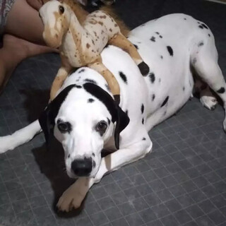 Ap&oacute;s mat&eacute;ria, Pipoca encontra doador e j&aacute; aparenta melhora