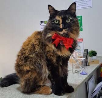 Chiquinha, Frajola e outros: Campo Grande tem cerca de 590 animais comunit&aacute;rios