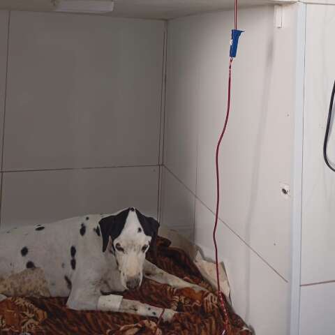 Ap&oacute;s mat&eacute;ria, Pipoca encontra doador e j&aacute; aparenta melhora