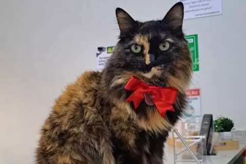 Chiquinha, Frajola e outros: Campo Grande tem cerca de 590 animais comunit&aacute;rios