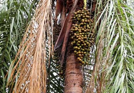 Projeto transforma maca&uacute;ba em neg&oacute;cio sustent&aacute;vel e conquista pr&ecirc;mio nacional