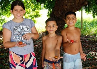 Onde tem fruta de gra&ccedil;a em Campo Grande? Mapa interativo mostra pomares urbanos 