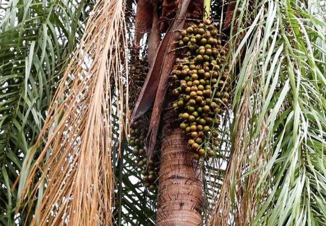 Projeto transforma maca&uacute;ba em neg&oacute;cio sustent&aacute;vel e conquista pr&ecirc;mio nacional